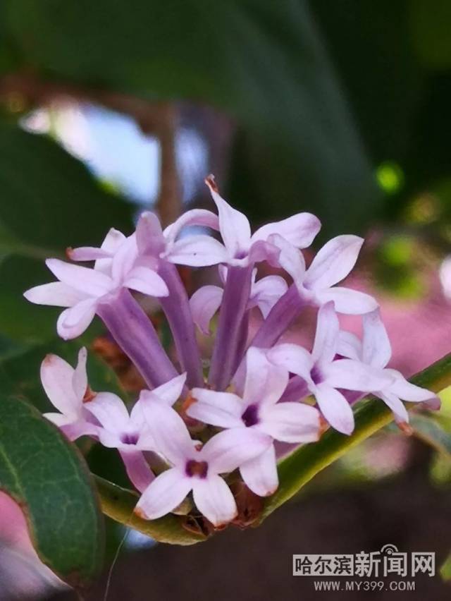 养家之人（原声版）