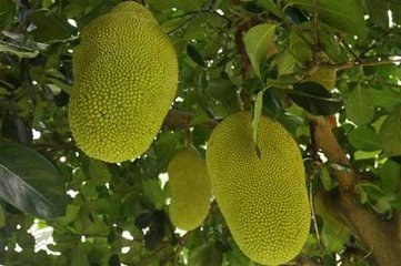 关于查理的真相