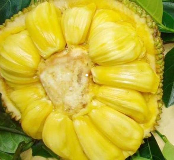 八月桂花遍地开